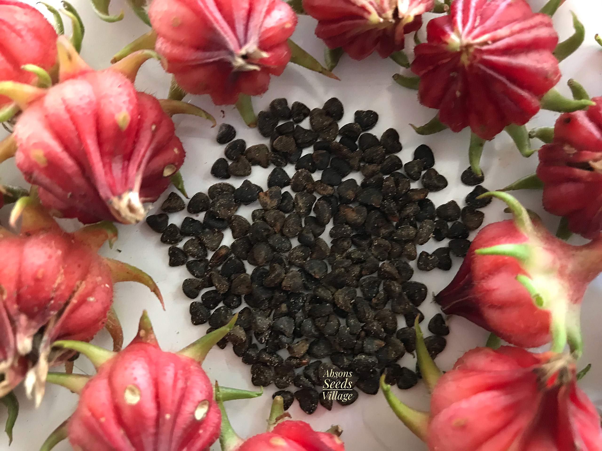 Antilles Caribbean Seeds for exotic, tropical plants suited for warm climates, perfect for culinary, medicinal, and ornamental gardening